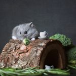 chomik