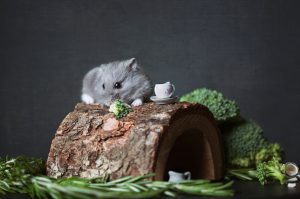 chomik