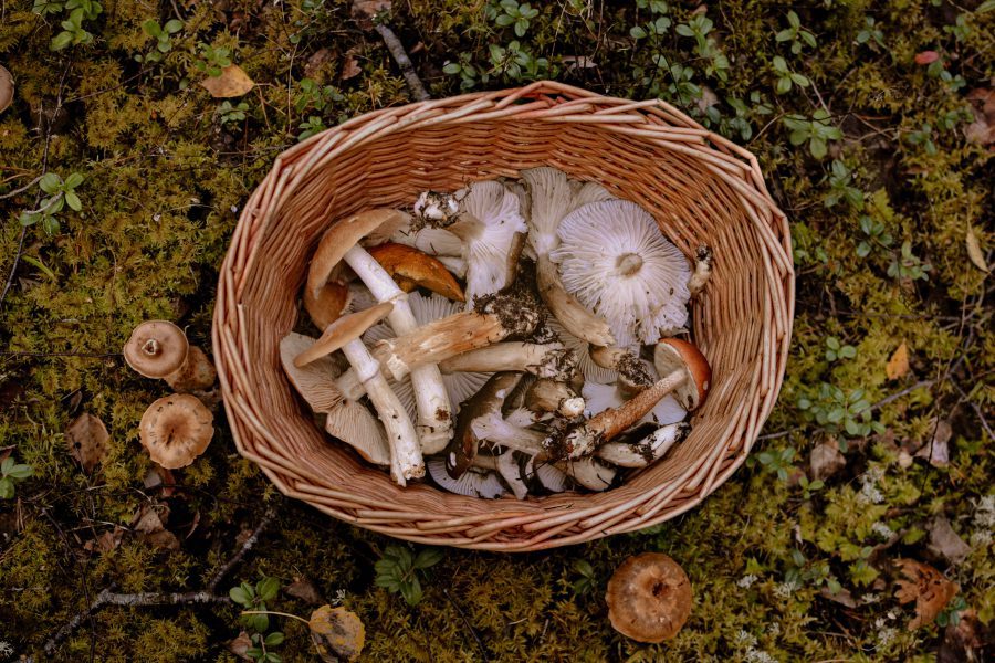 Zbieranie grzybów: poradnik dla pasjonatów